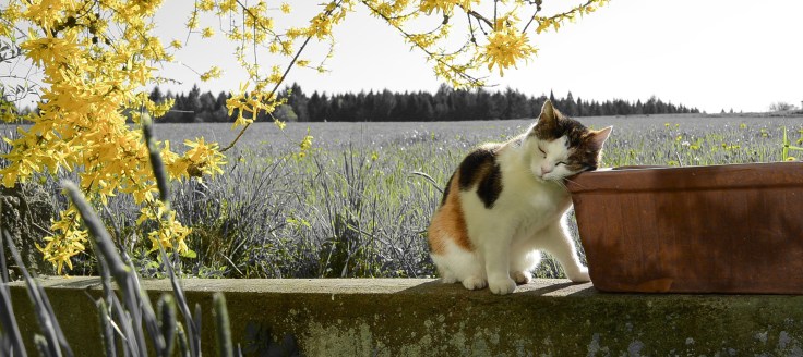 Vårtecken: En bok, kaffe och sol på fötterna